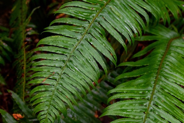 Revenue Performance Analytics